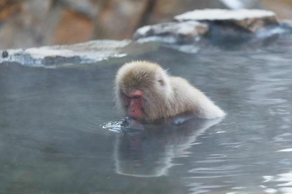 Où trouver les meilleures sources chaudes naturelles au Japon ?